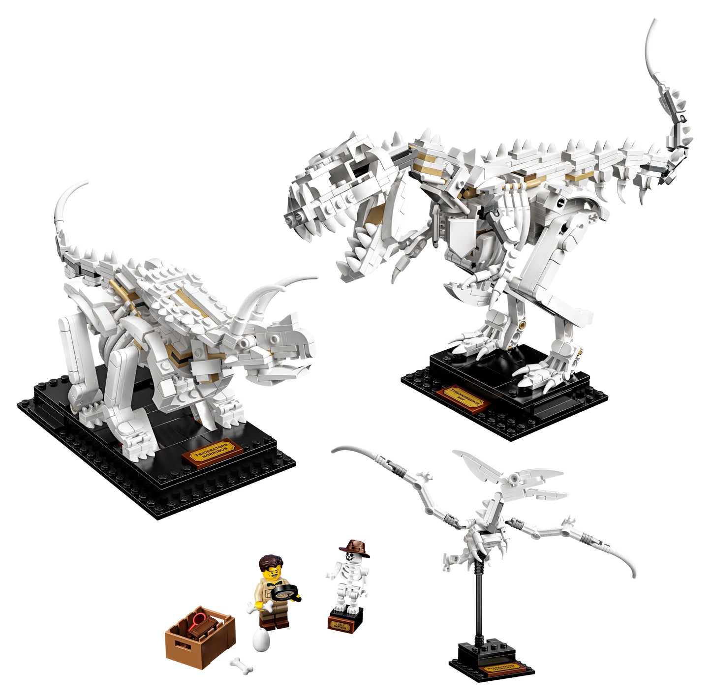 21320 - Dinosaur Fossils (R)